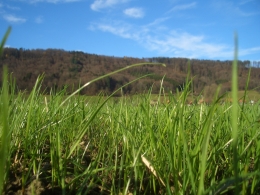 Pferdegras